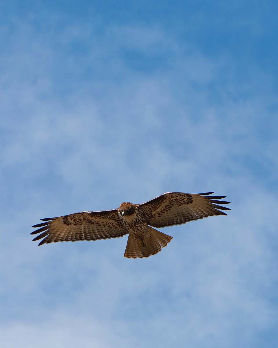 bird flying brown and black bird during daytime hawk
