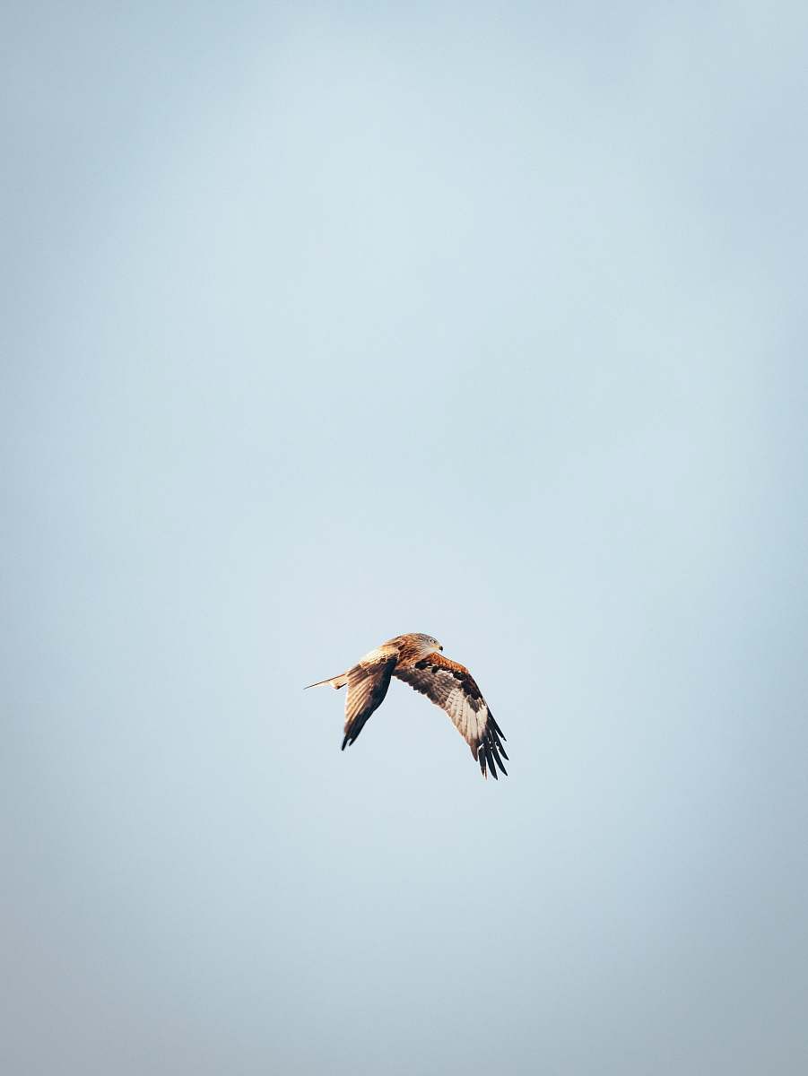 bird flying brown and white bird during daytime flying