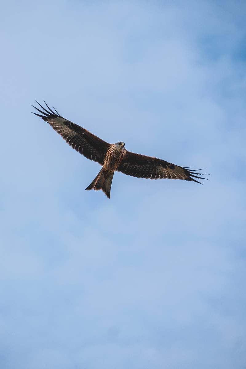 bird flying brown bird during daytime vulture