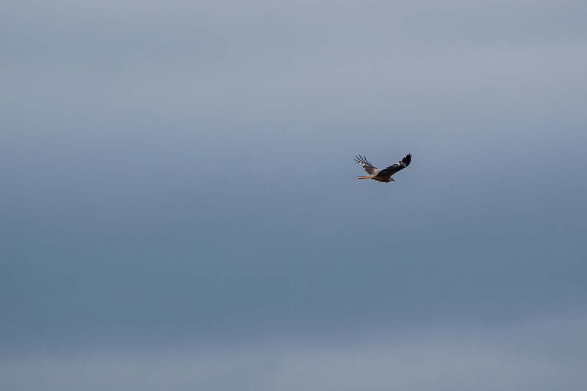 bird flying eagle flying