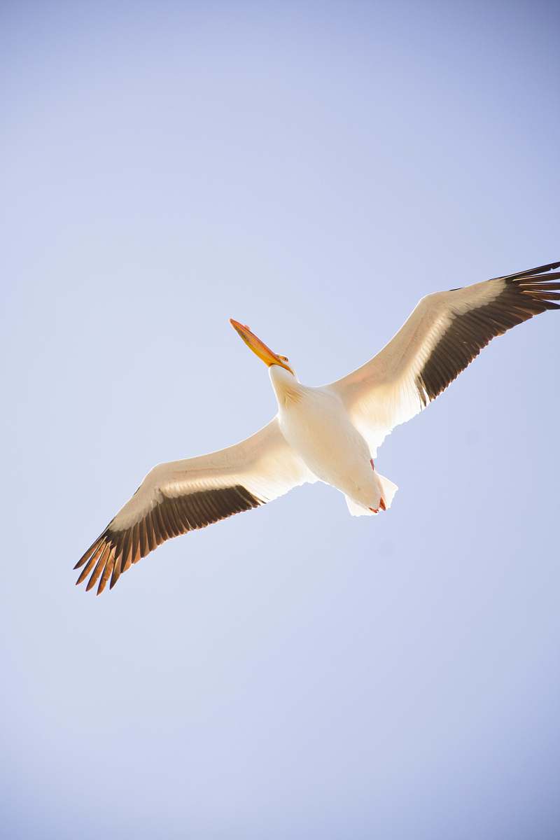 bird flying pelican pelican