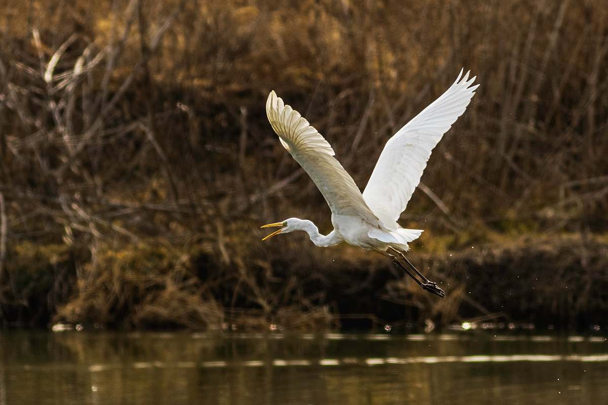 bird flying swan at daytime waterfowl