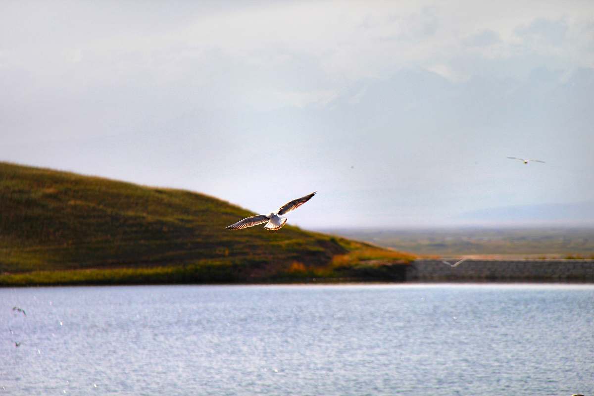 bird flying white and gray bird under blue sky flying
