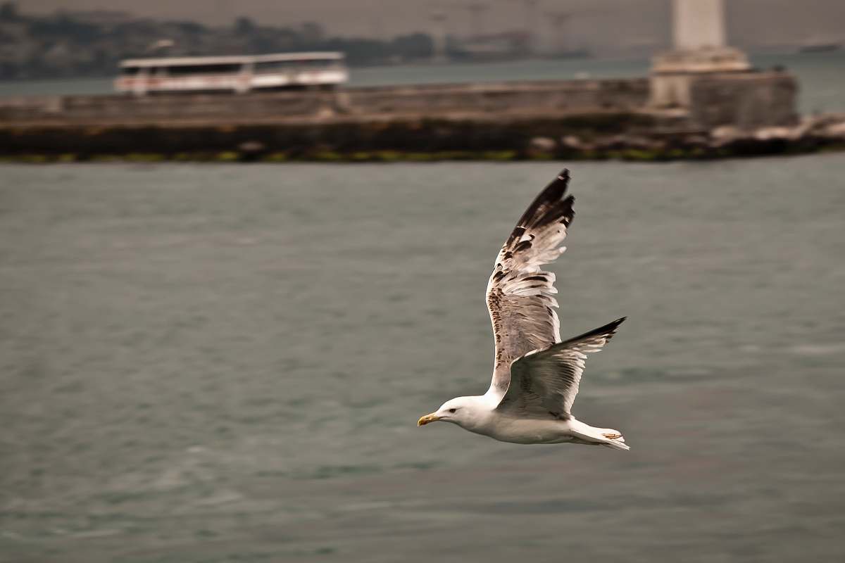 bird flying white bird flying