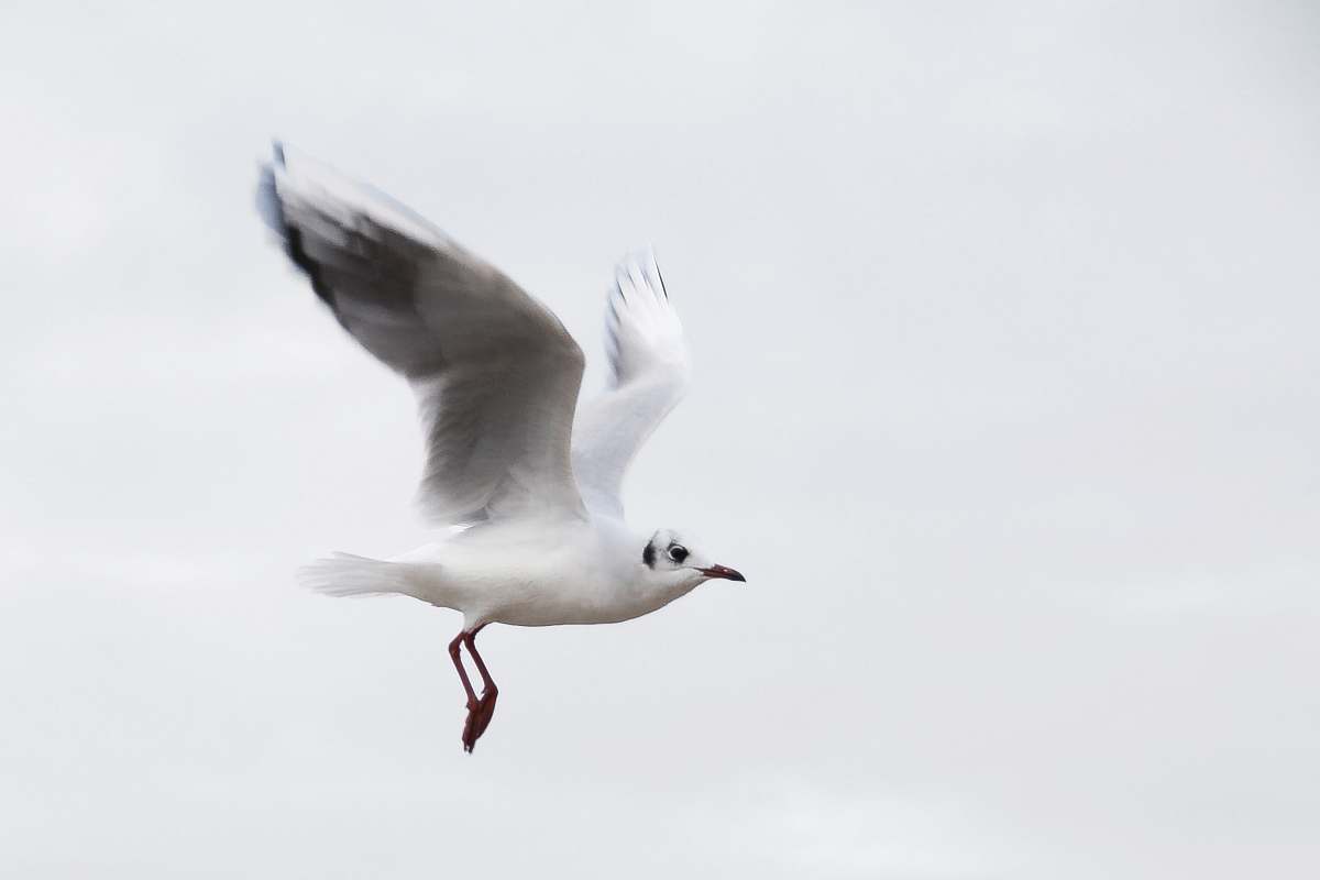 black-and-white flying white bird on air bird