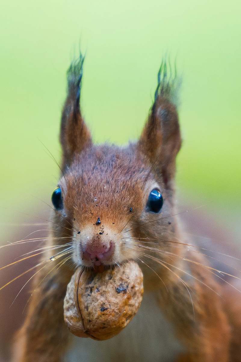 squirrel focus photo of squirrel bating a brown walnut rodent