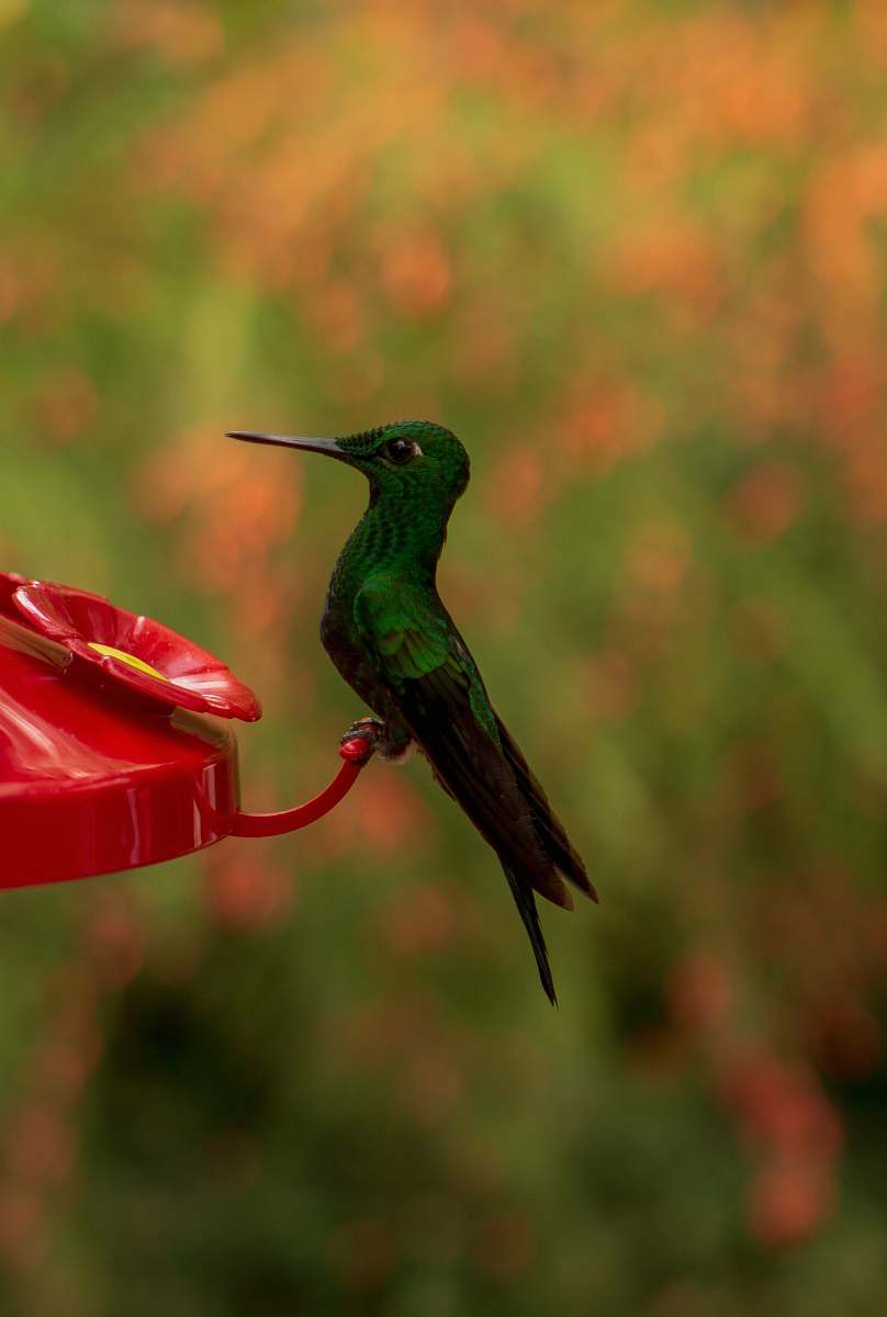 bird focus photography of green bird hummingbird
