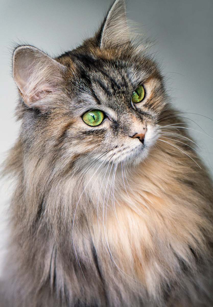 pet focus photography of long-fur brown cat cat