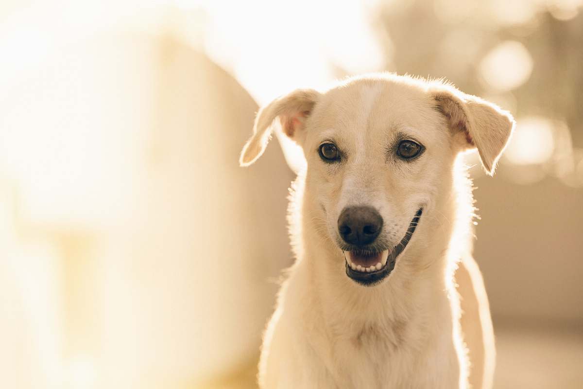 pet focus photography short-coated white dog dog
