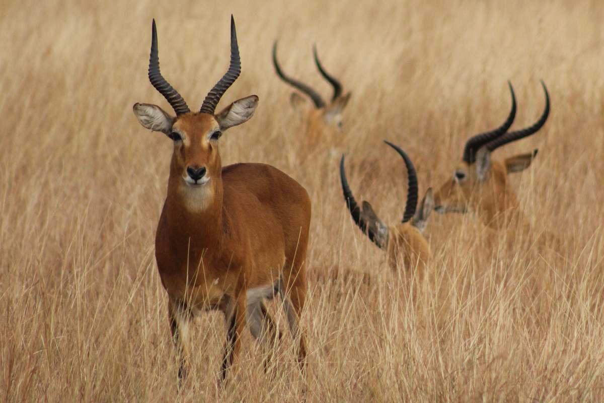 mammal four antelopes on safari wildlife
