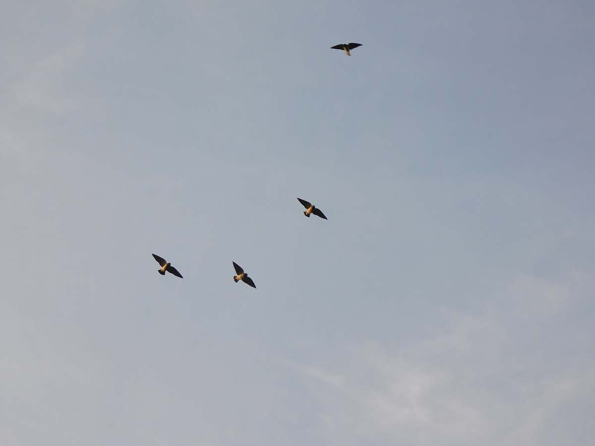 bird four birds in flight under white sky flying