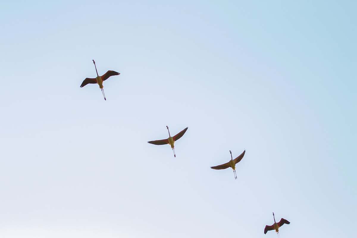 bird four black birds flying