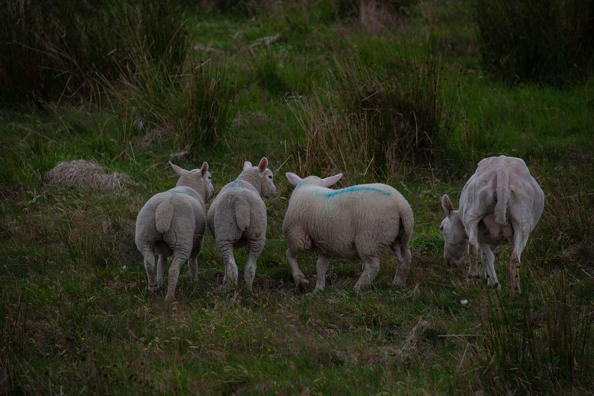 mammal four lambs sheep