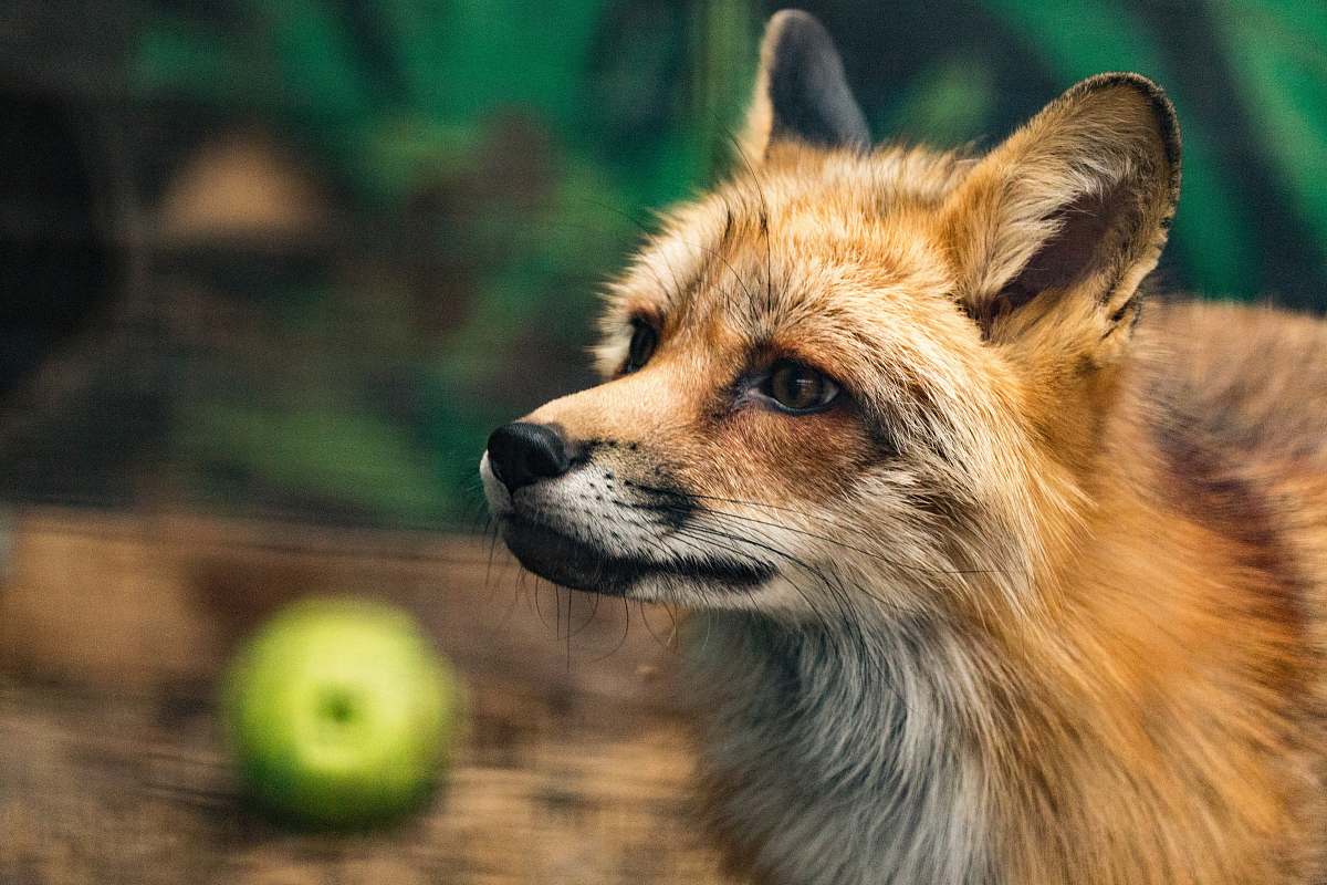 fox fox near green fruit wildlife
