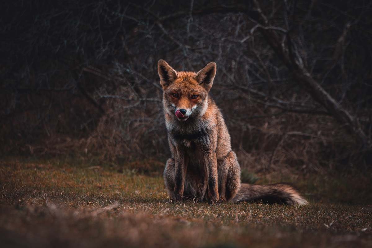 fox fox on grass field wildlife