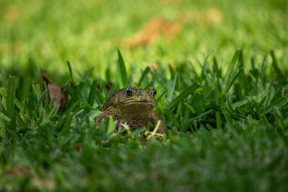 lizard frog on grass reptile