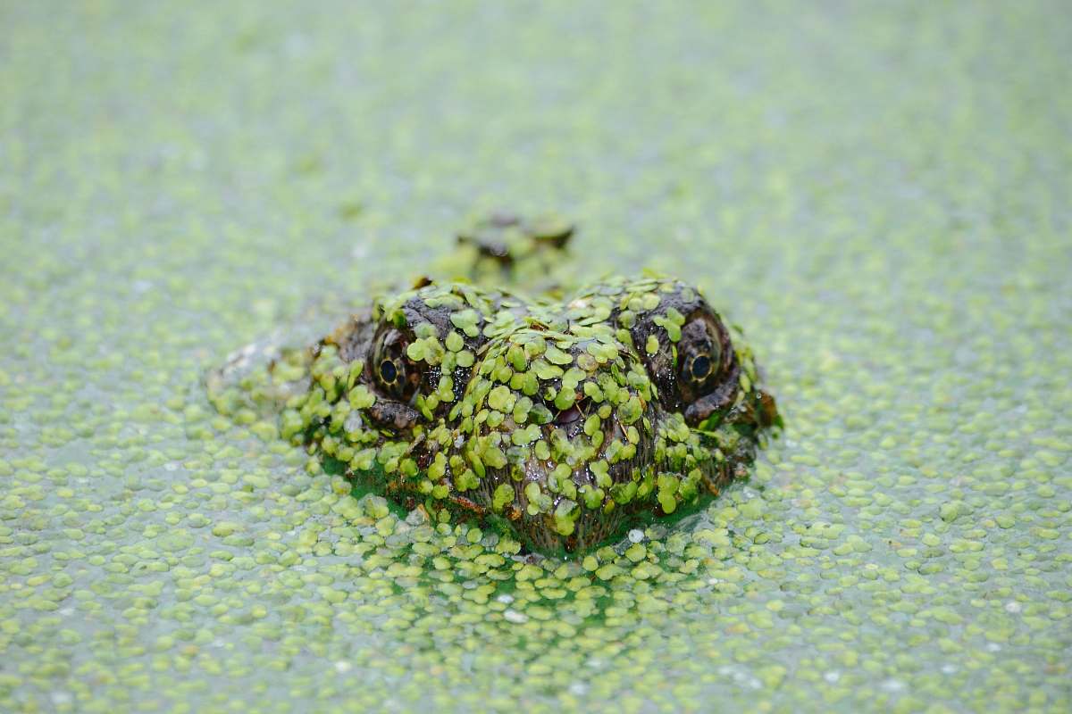 green frog soak on water nature