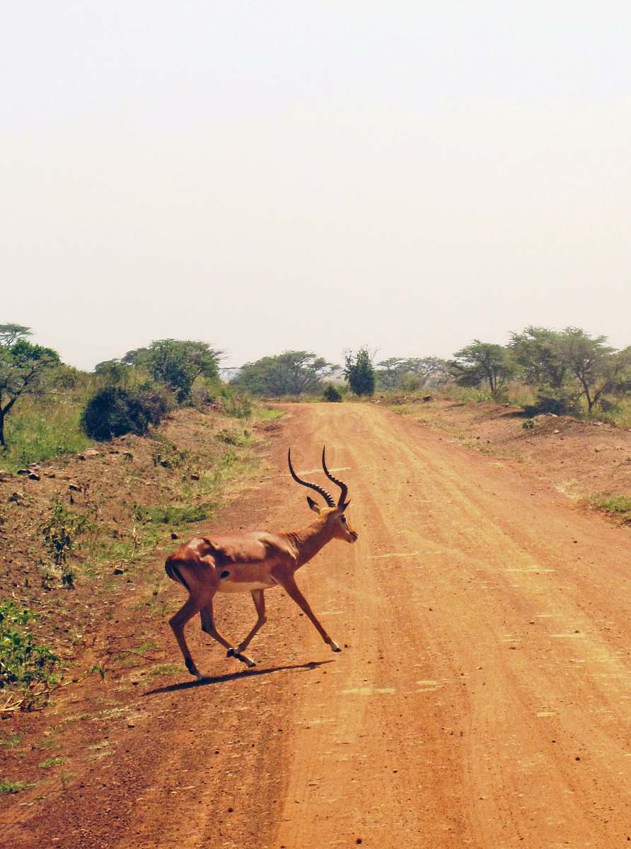 mammal gazelle on dirt road antelope