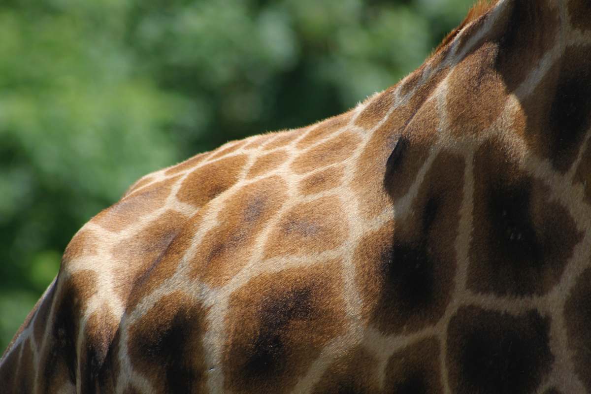 giraffe giraffe back during daytime wildlife