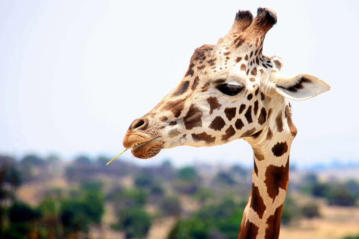 wildlife giraffe eating during daytime giraffe