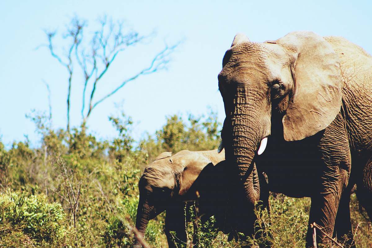 elephant gray African elephant with calf nature