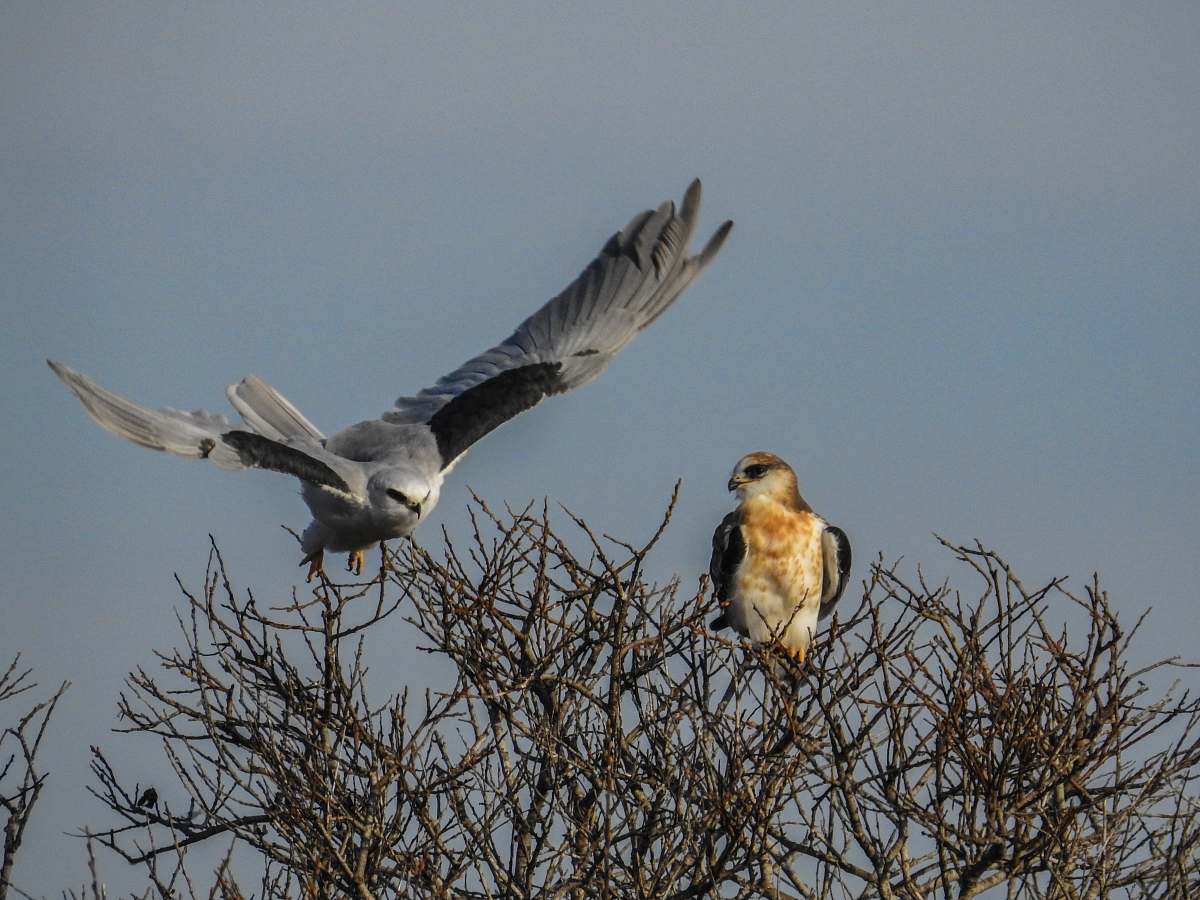 bird gray and black bird flying during daytime accipiter