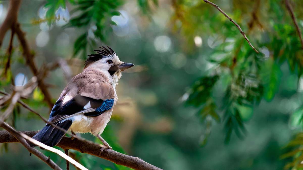 bird gray and black bird on branch jay