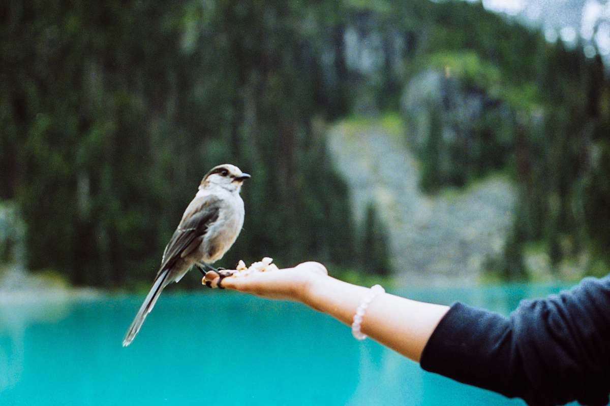 bird gray and black bird on person hand sparrow