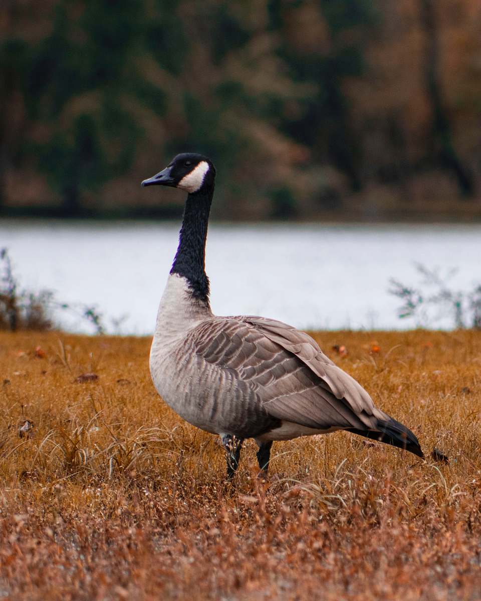 bird gray and black duck standing on grass field goose