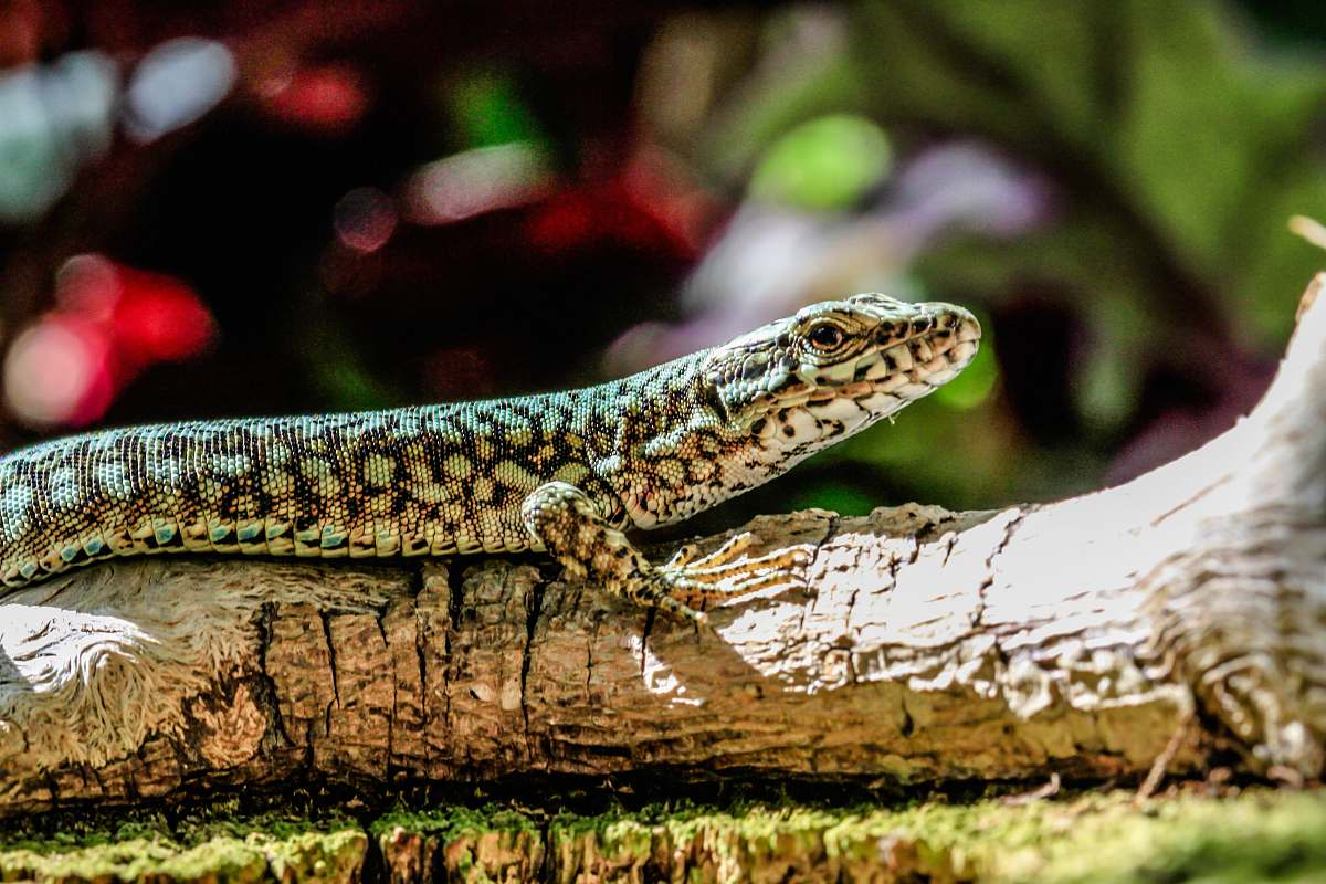 reptile gray and black lizard lizard