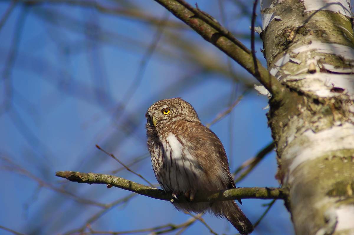 bird gray and black owl accipiter