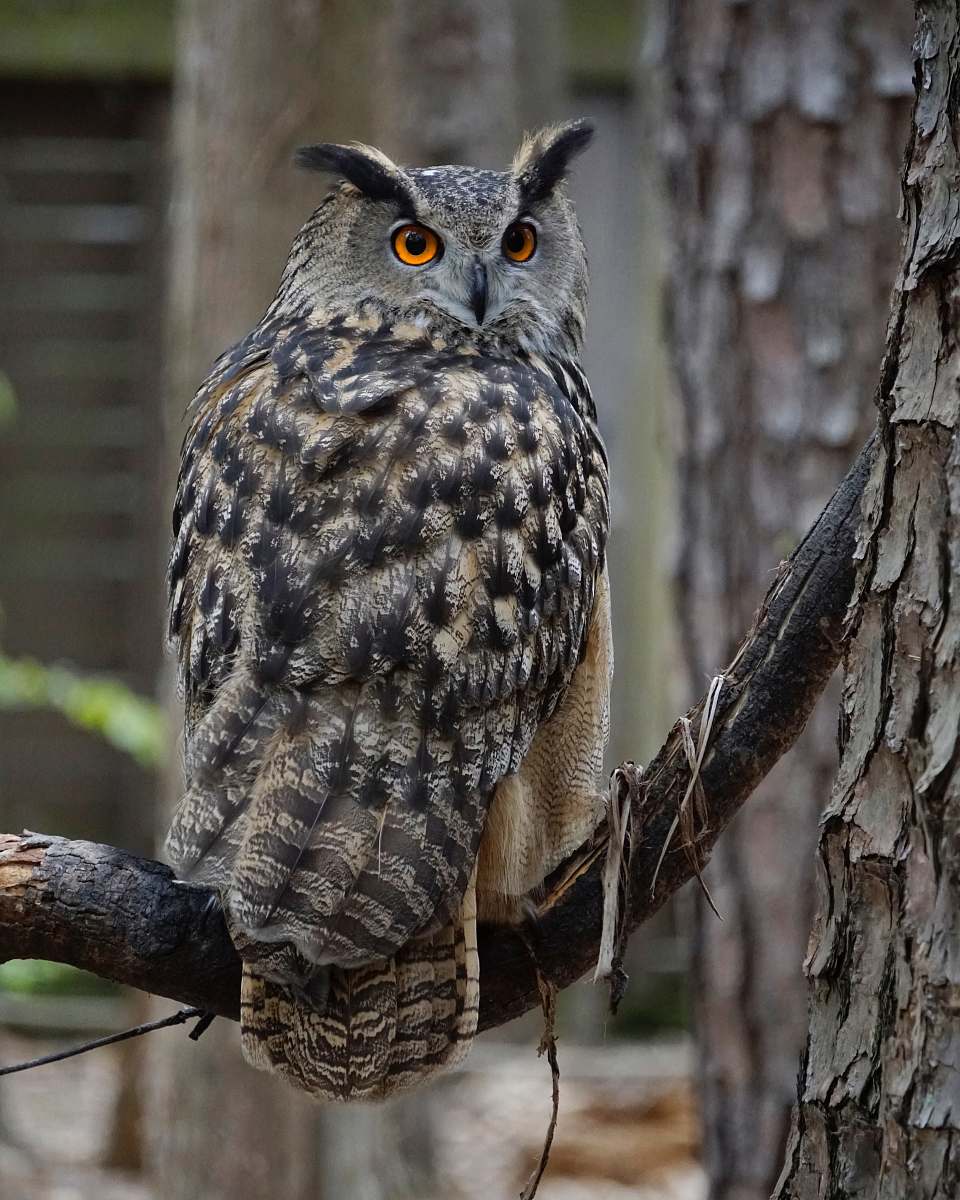 bird gray and black owl on tree branch during daytime owl