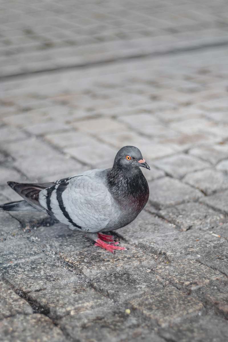 bird gray and black pigeon on ground grey