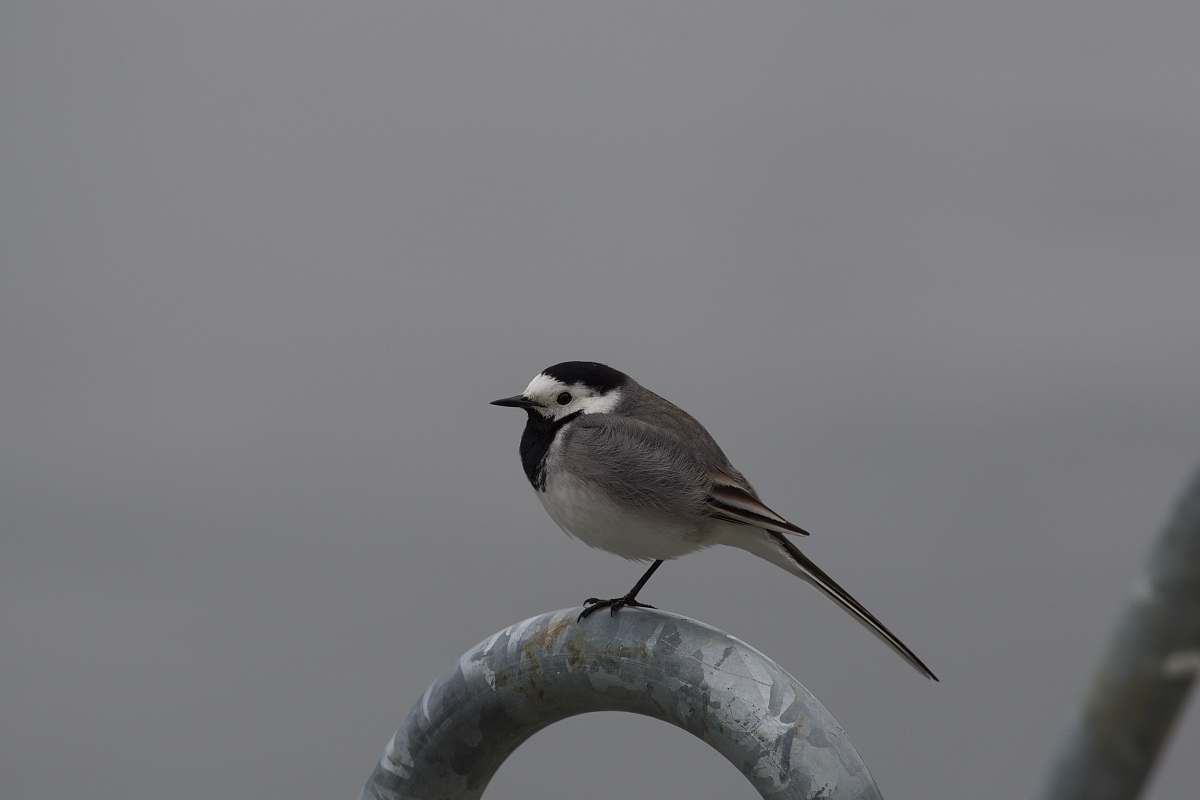 bird gray and black short-beaked bird black-and-white
