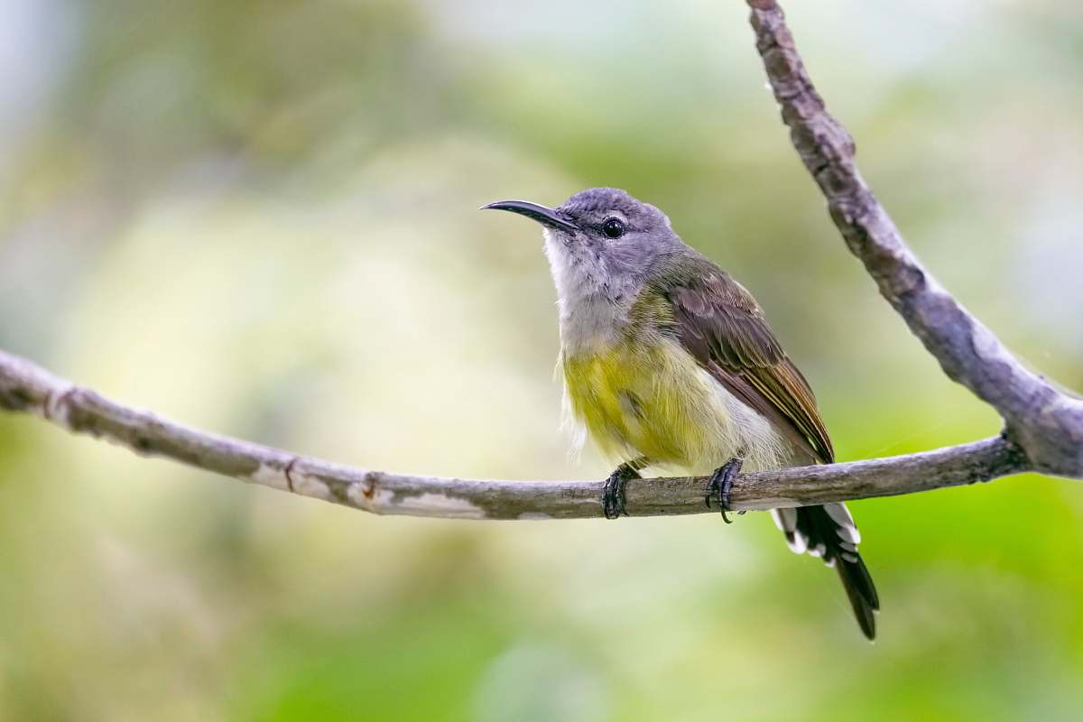 bird gray and brown bird singapore