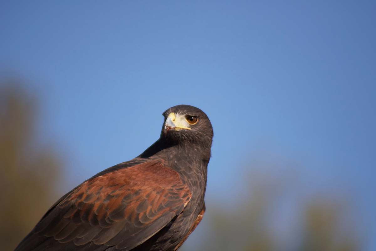 bird gray and brown falcon hawk