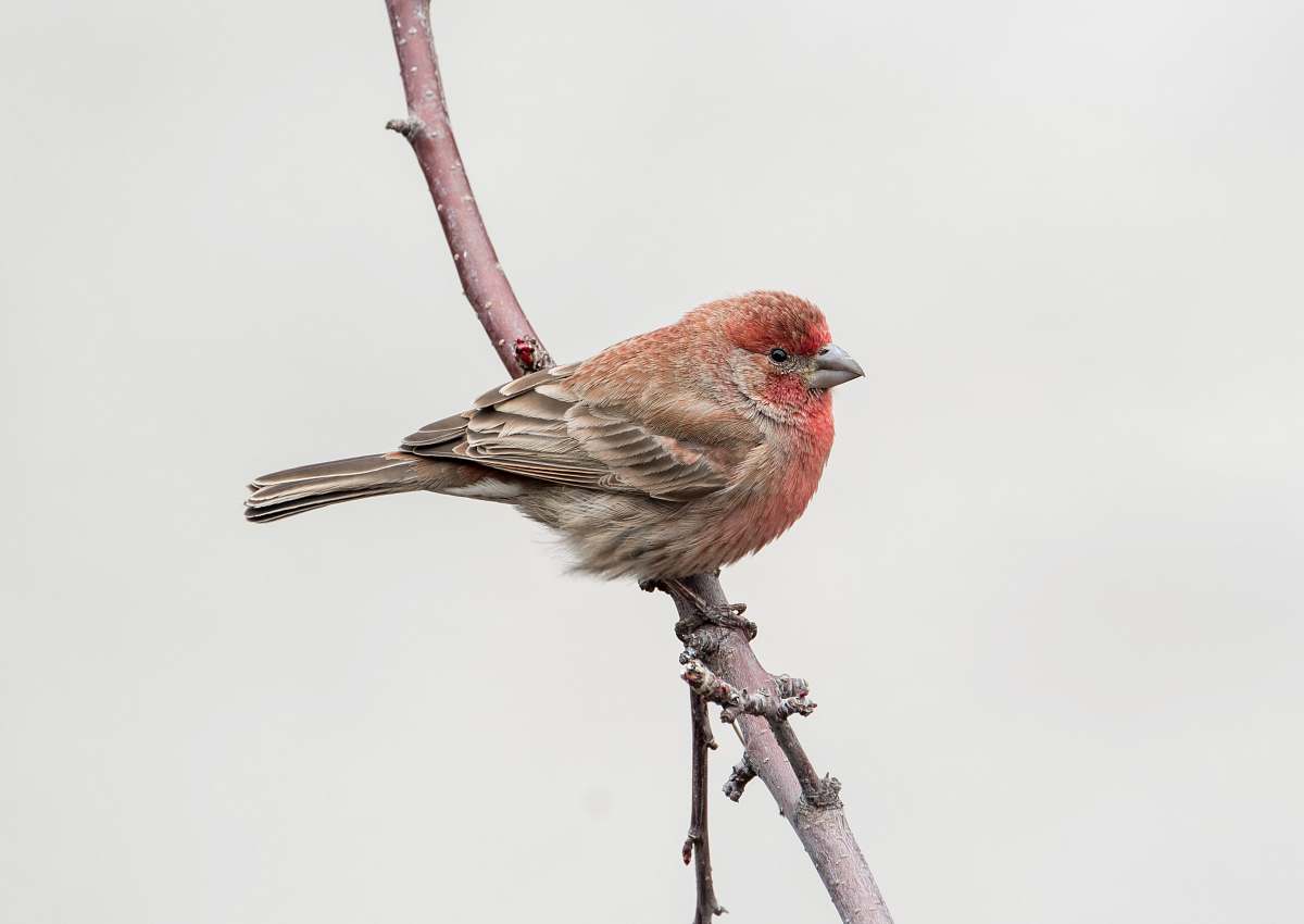 bird gray and orange bird finch