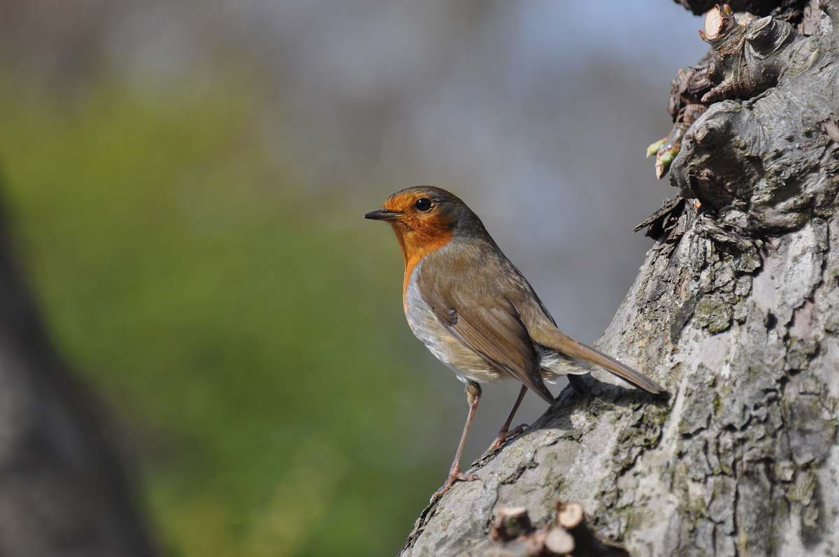 bird gray and orange bird on trunk robin
