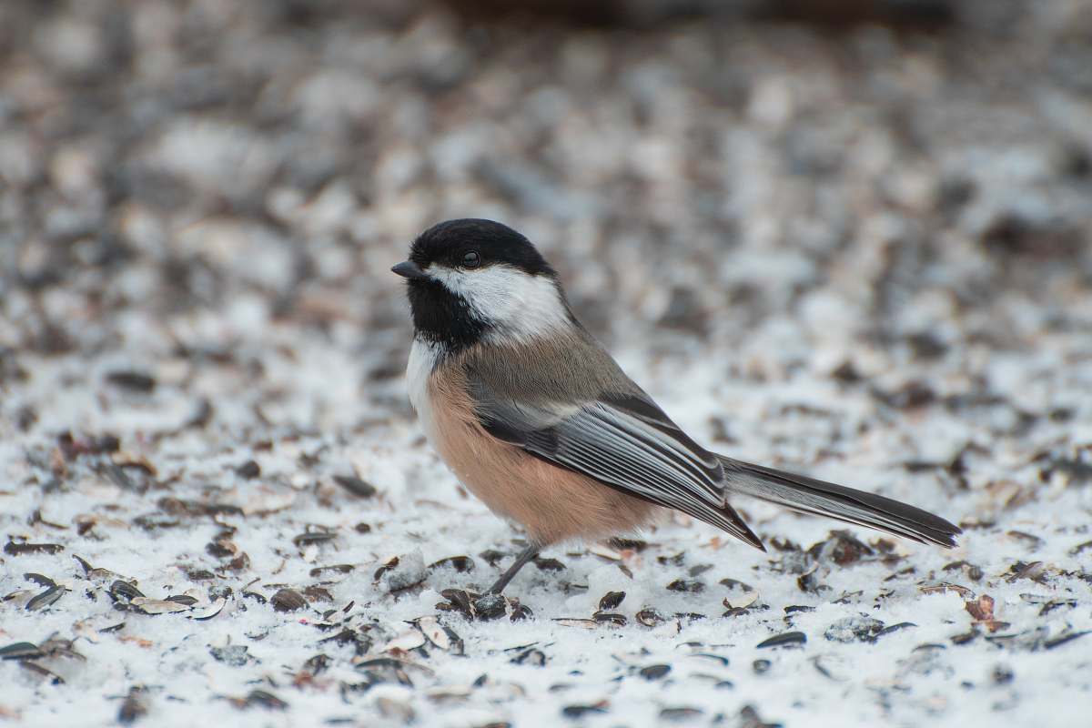 bird gray and pink bird on snow covered land finch