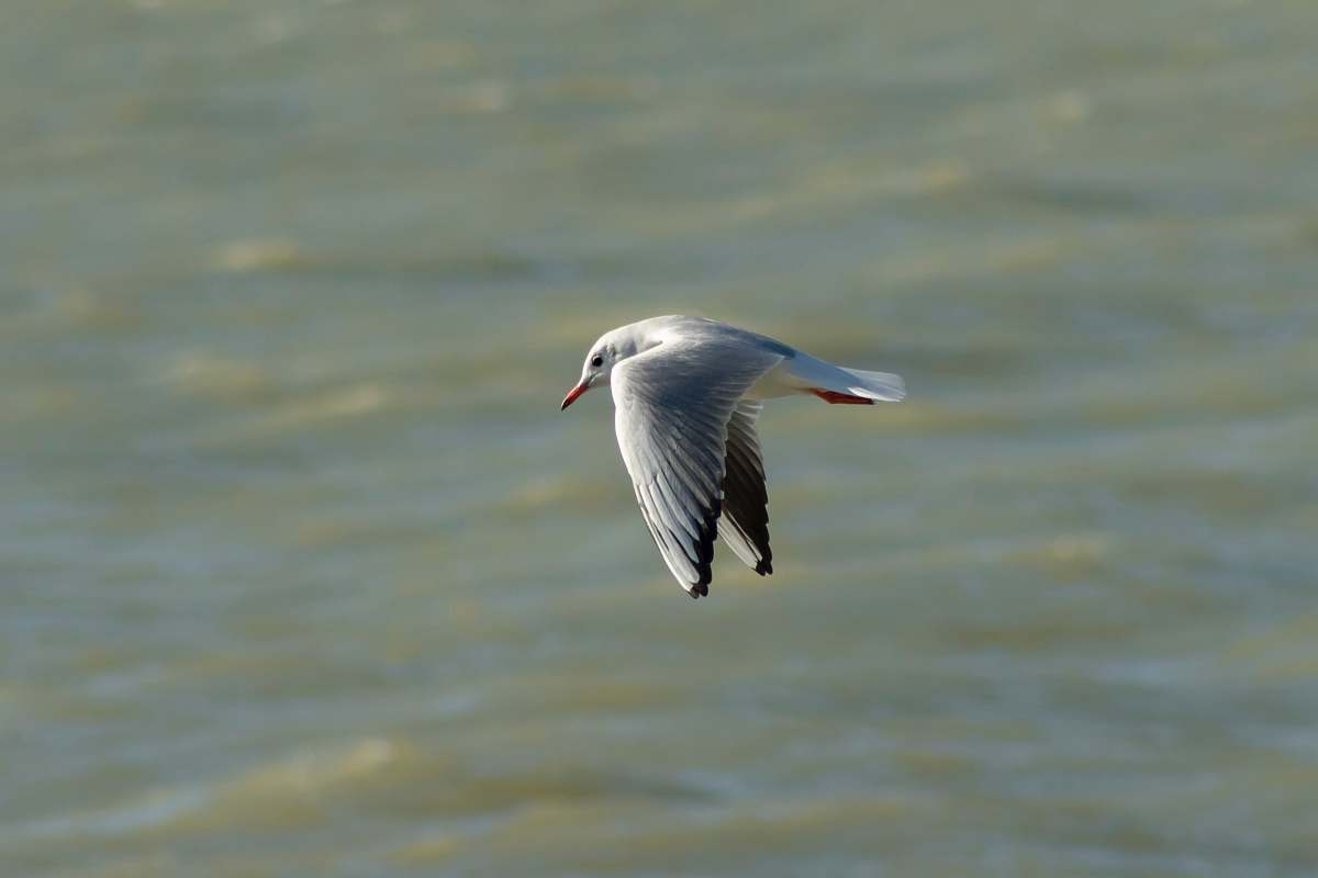 bird gray and white bird in flight over body of water flying
