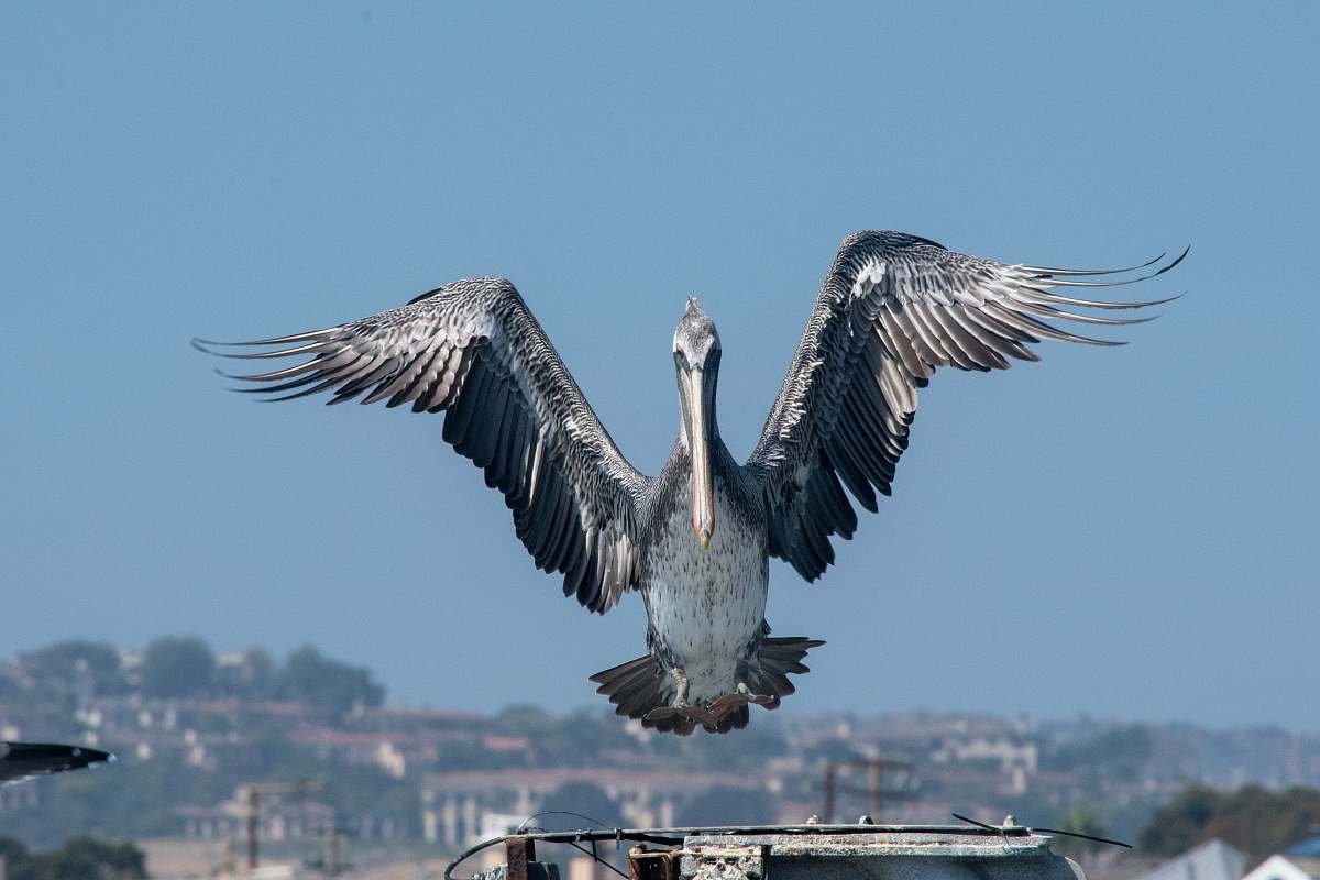 bird gray and white bird in mid air pelican