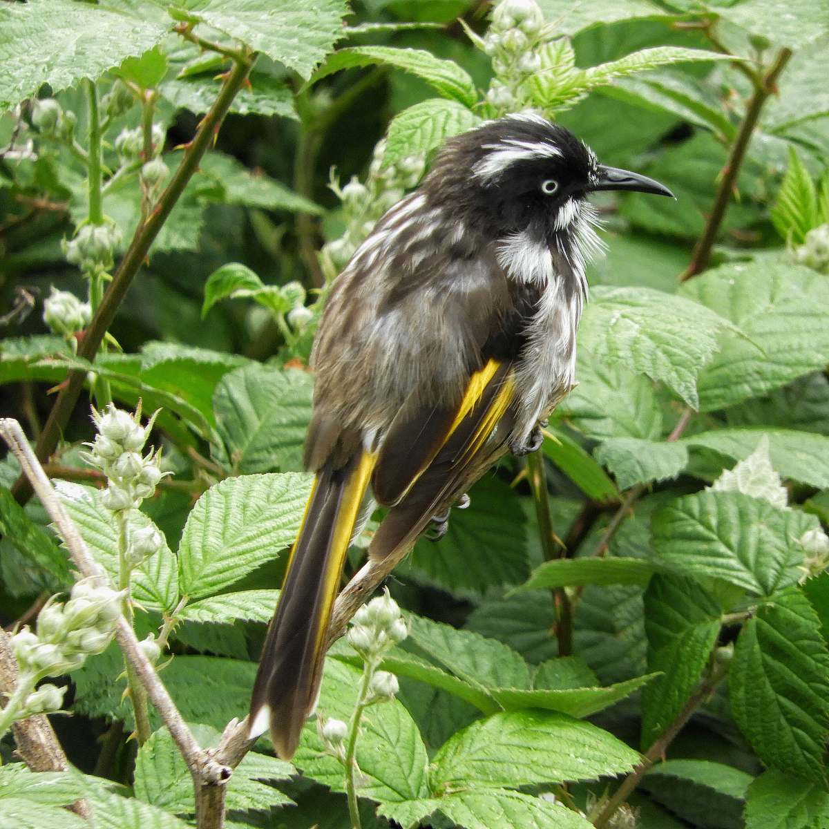 bird gray and white bird on bush plant plant