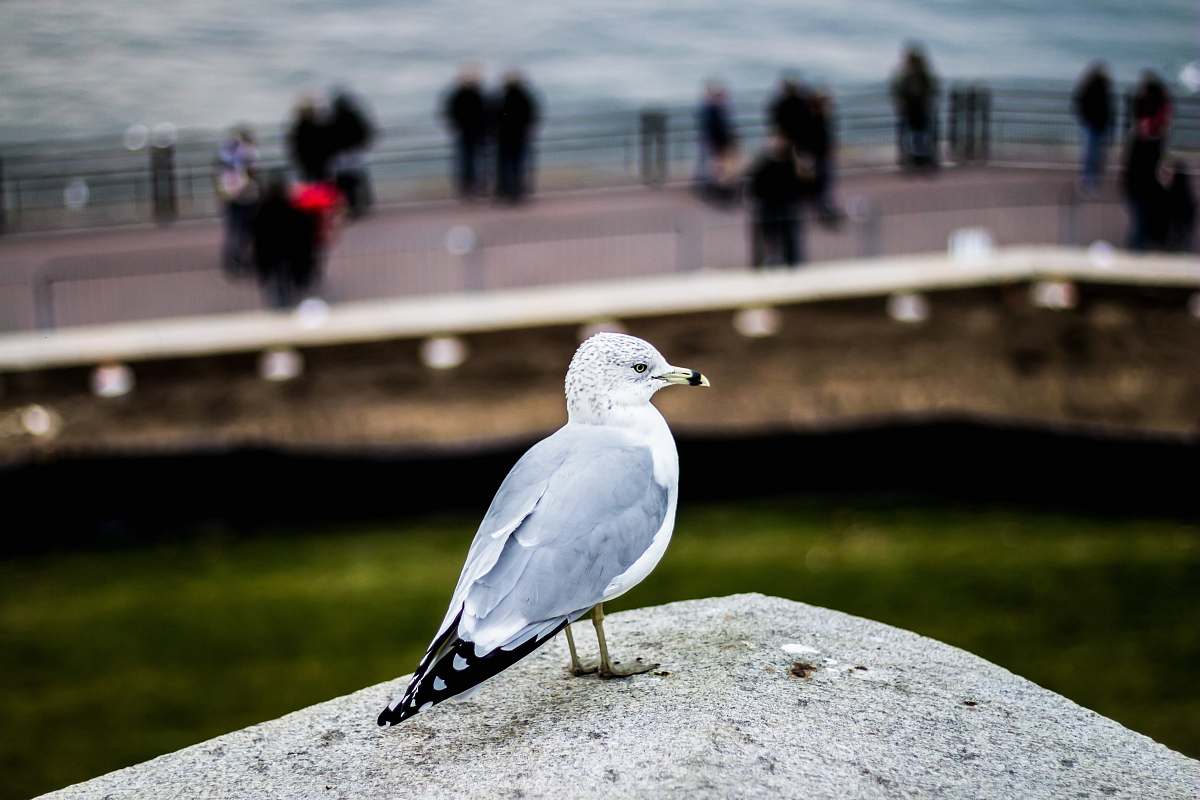 bird gray and white bird perched on gray solid surface seagull