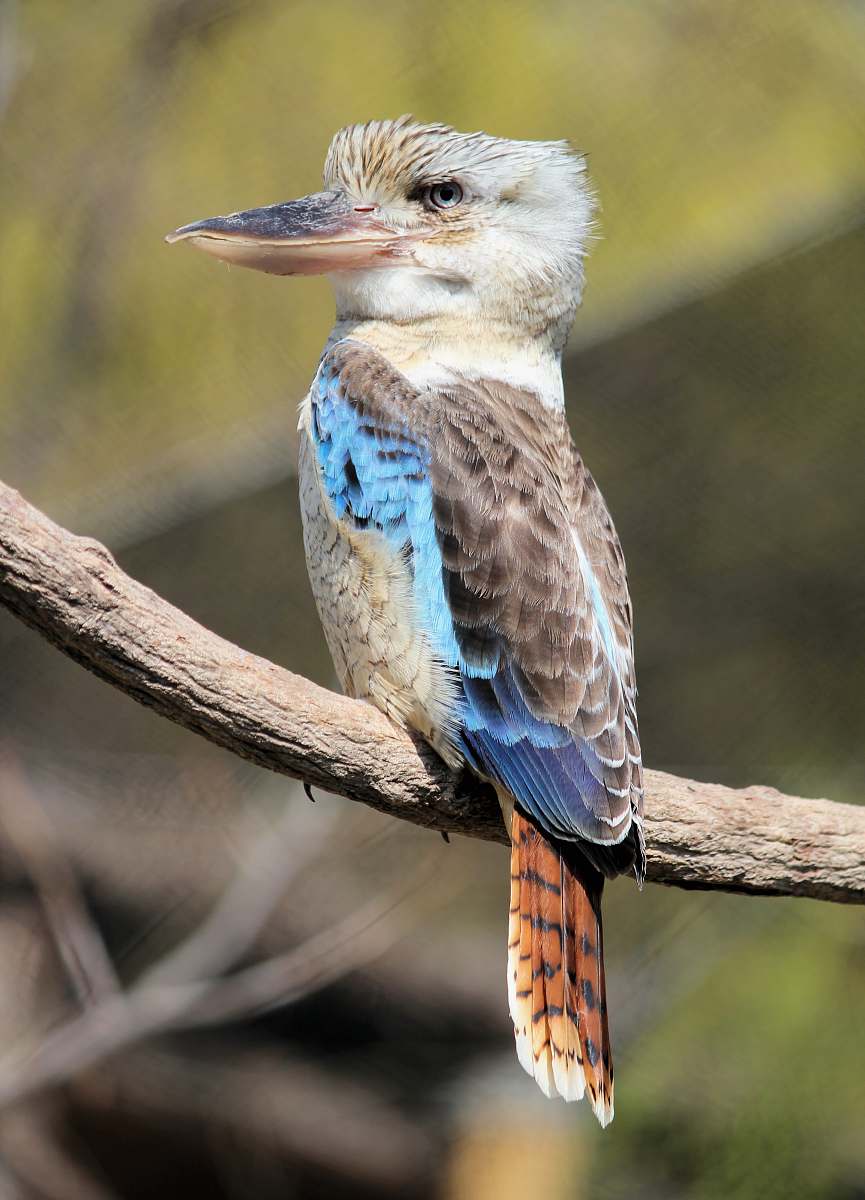 bird gray and white bird preaching tree bluebird