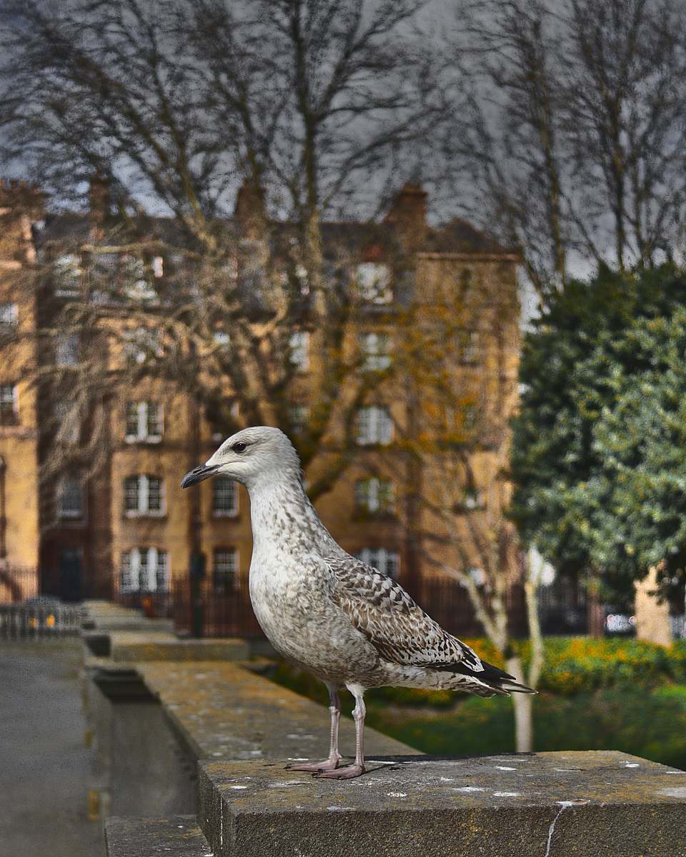 bird gray and white bird standing on gray concrete bench dublin