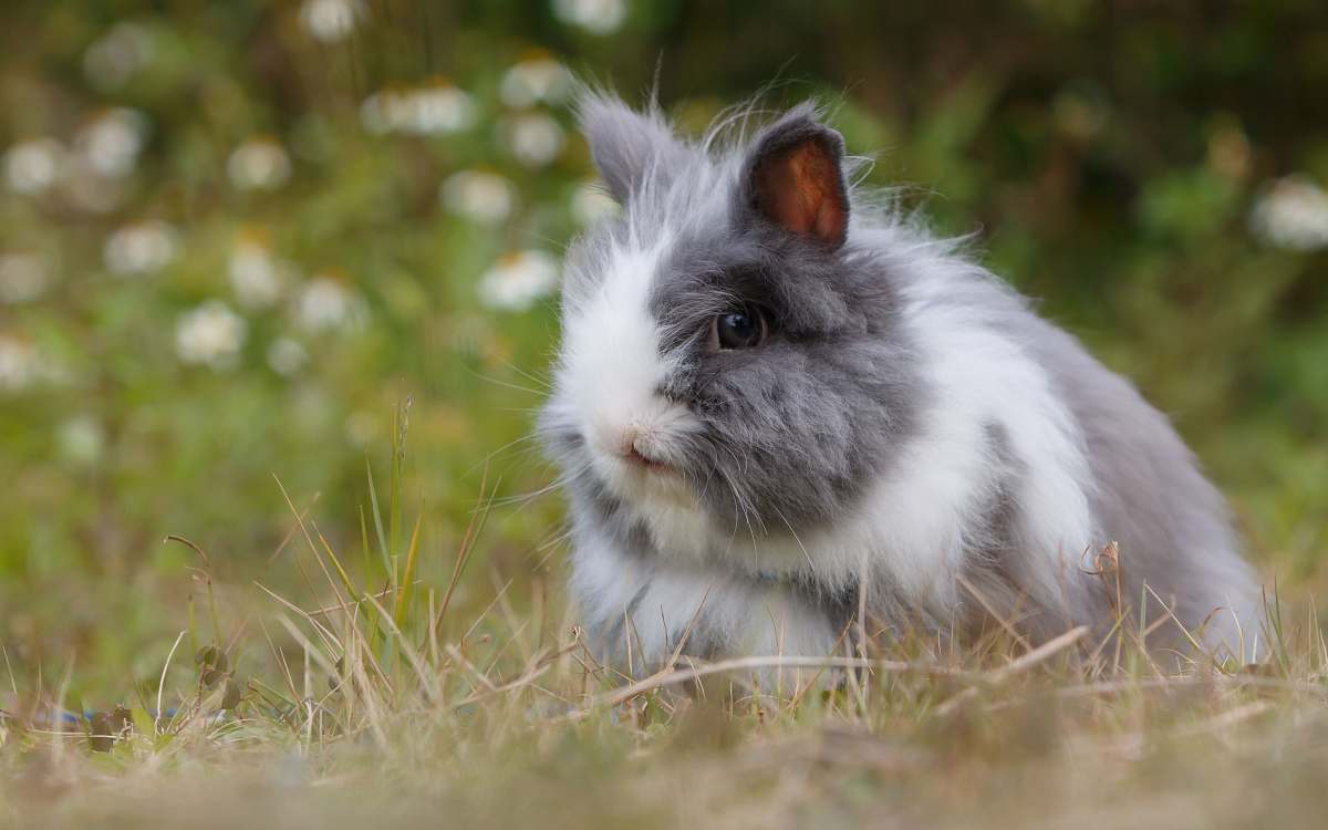 rabbit gray and white bunny bunny