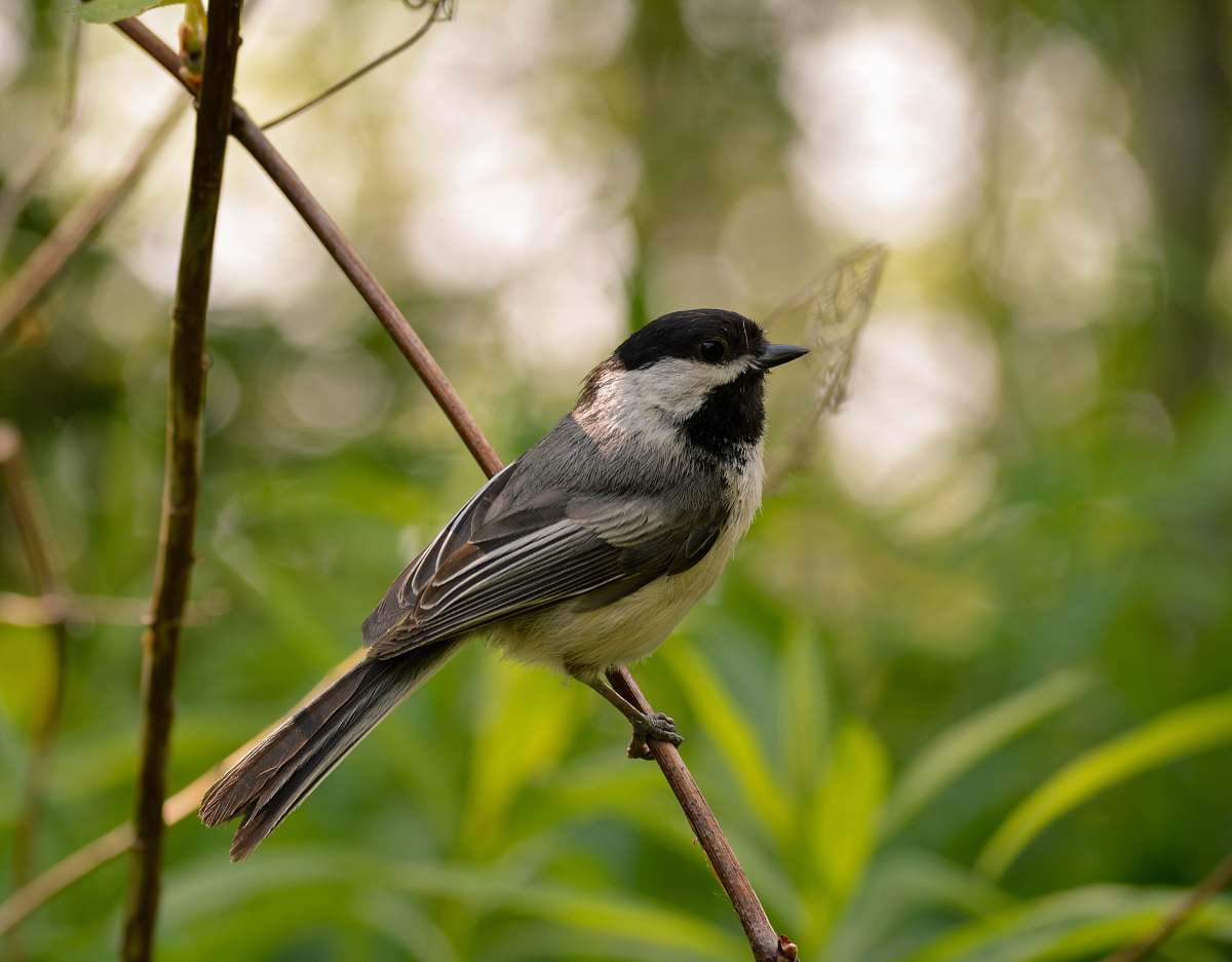 bird gray and white humming bird standing on branch finch