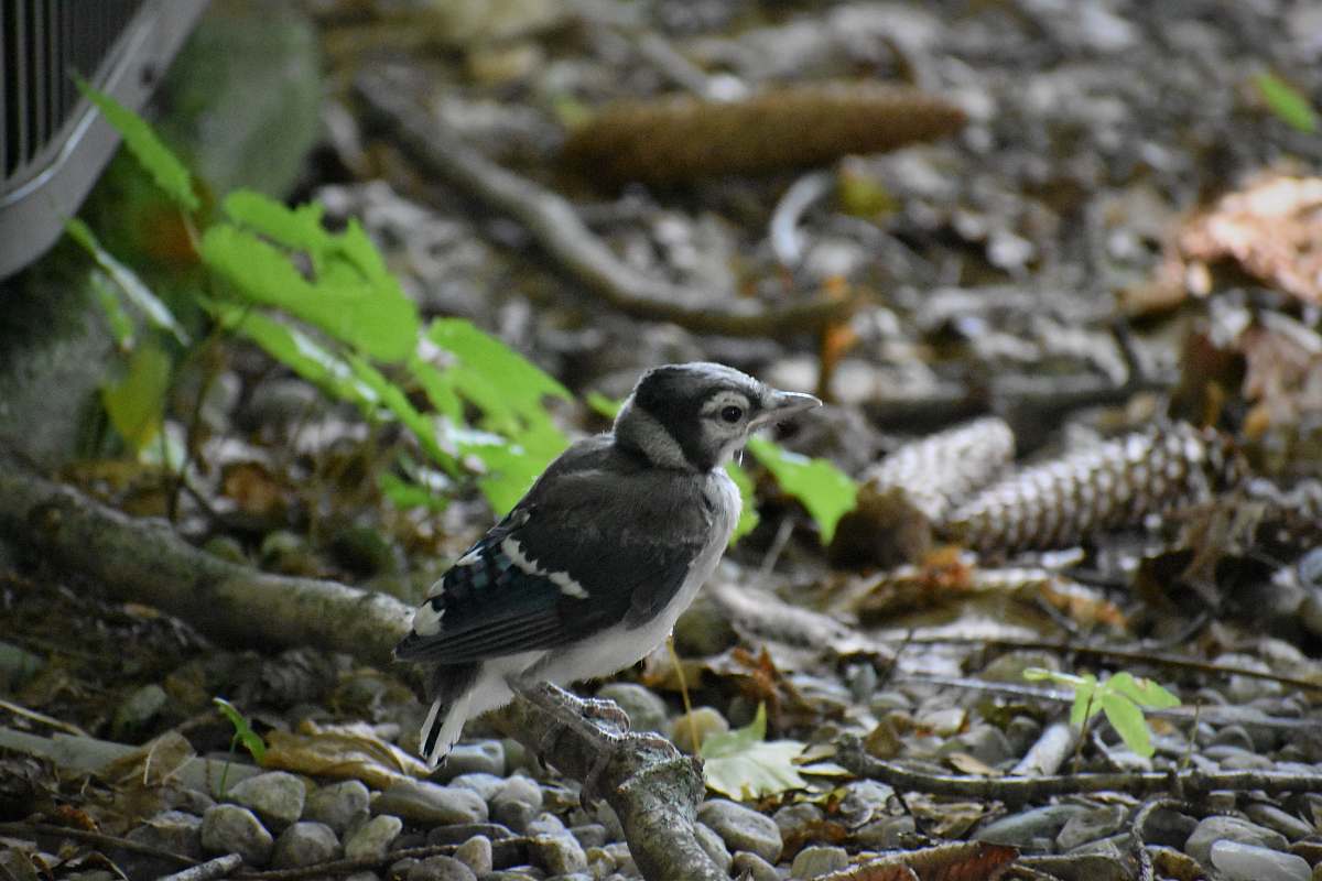 bird gray and white small-beaked bird near rocks jay