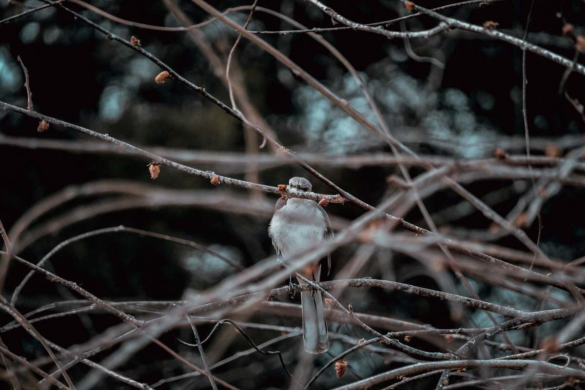 sparrow gray and white small-beaked bird on branch grey
