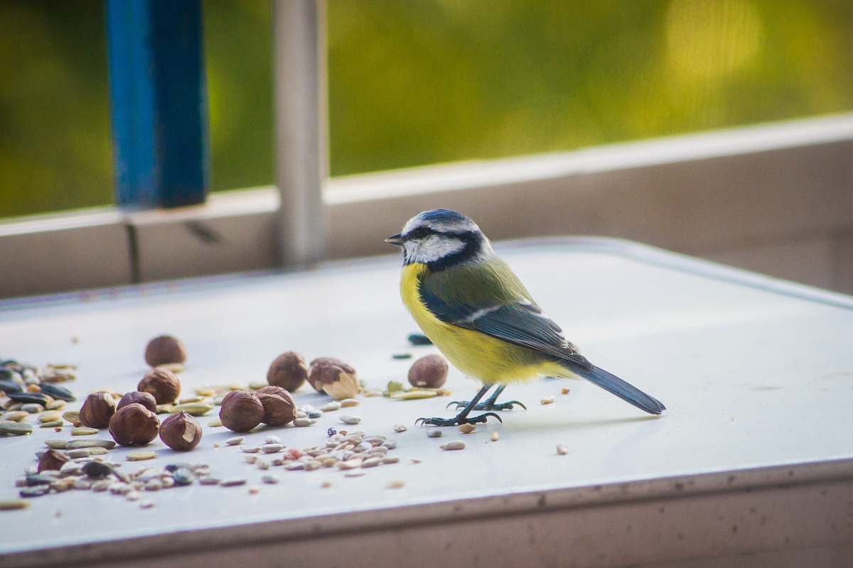 bird gray and yellow bird on wooden surface canary
